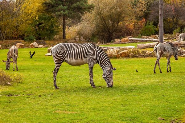 Parcs d'Attractions Éco-Responsables : Découvrez les Initiatives Actuelles et Leur Impact Écologique